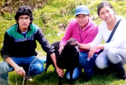 Espécimen de Microtia En Ovino Lucy