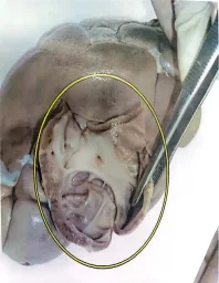 Espécimen de Hidronefrosis Unilateral En Bovino Y Porcino